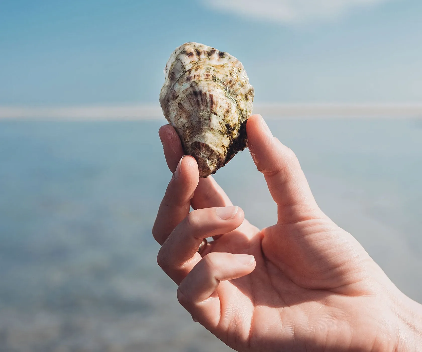 Crowes Pasture Oysters from Dennis, MA