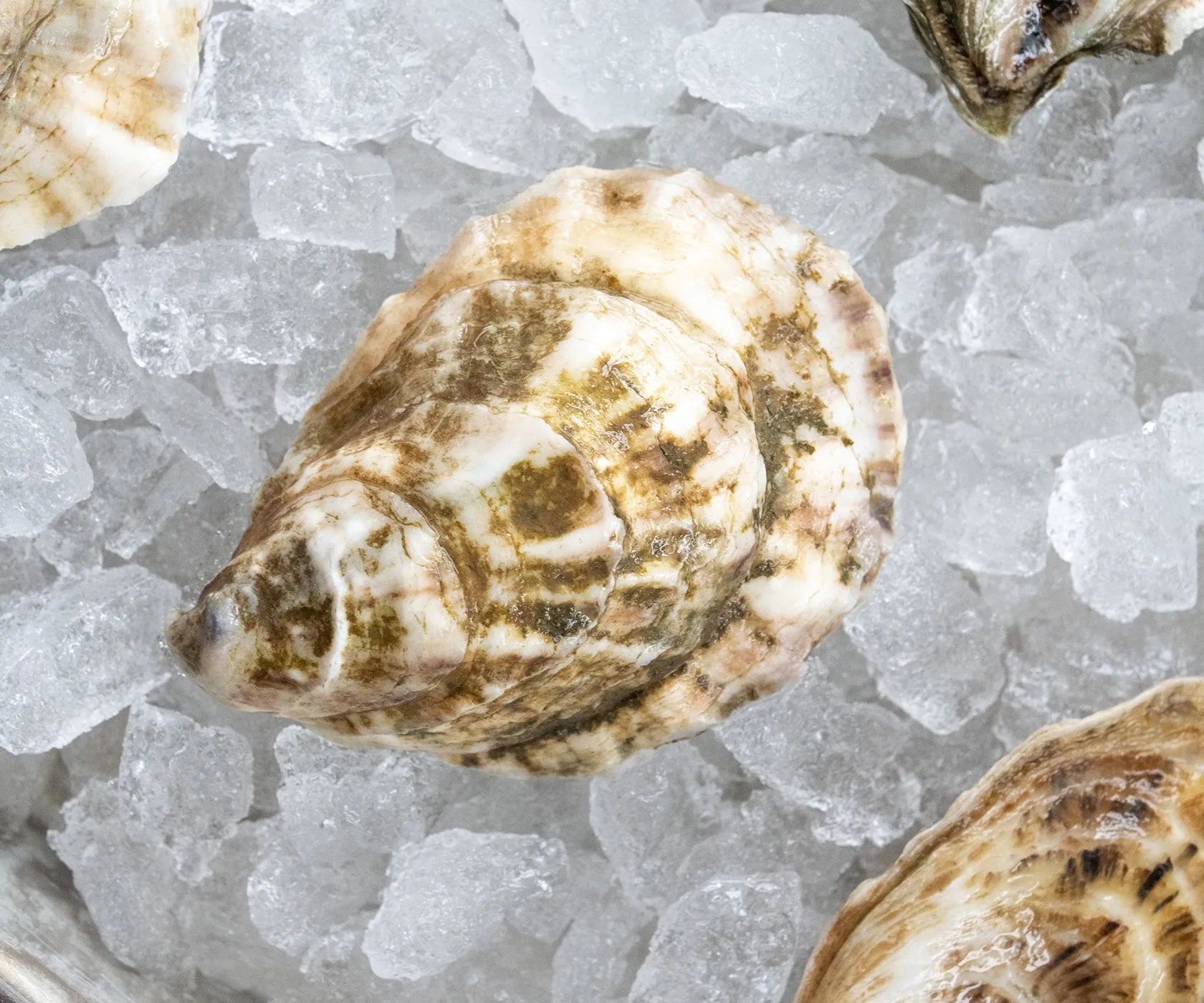 Crowes Pasture Oysters from Dennis, MA