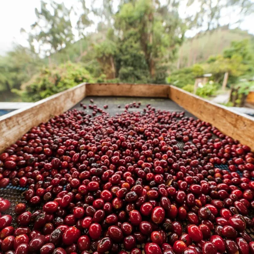 Granja La Esperanza Las Margaritas Pacamara X.O. - Cauca Valley