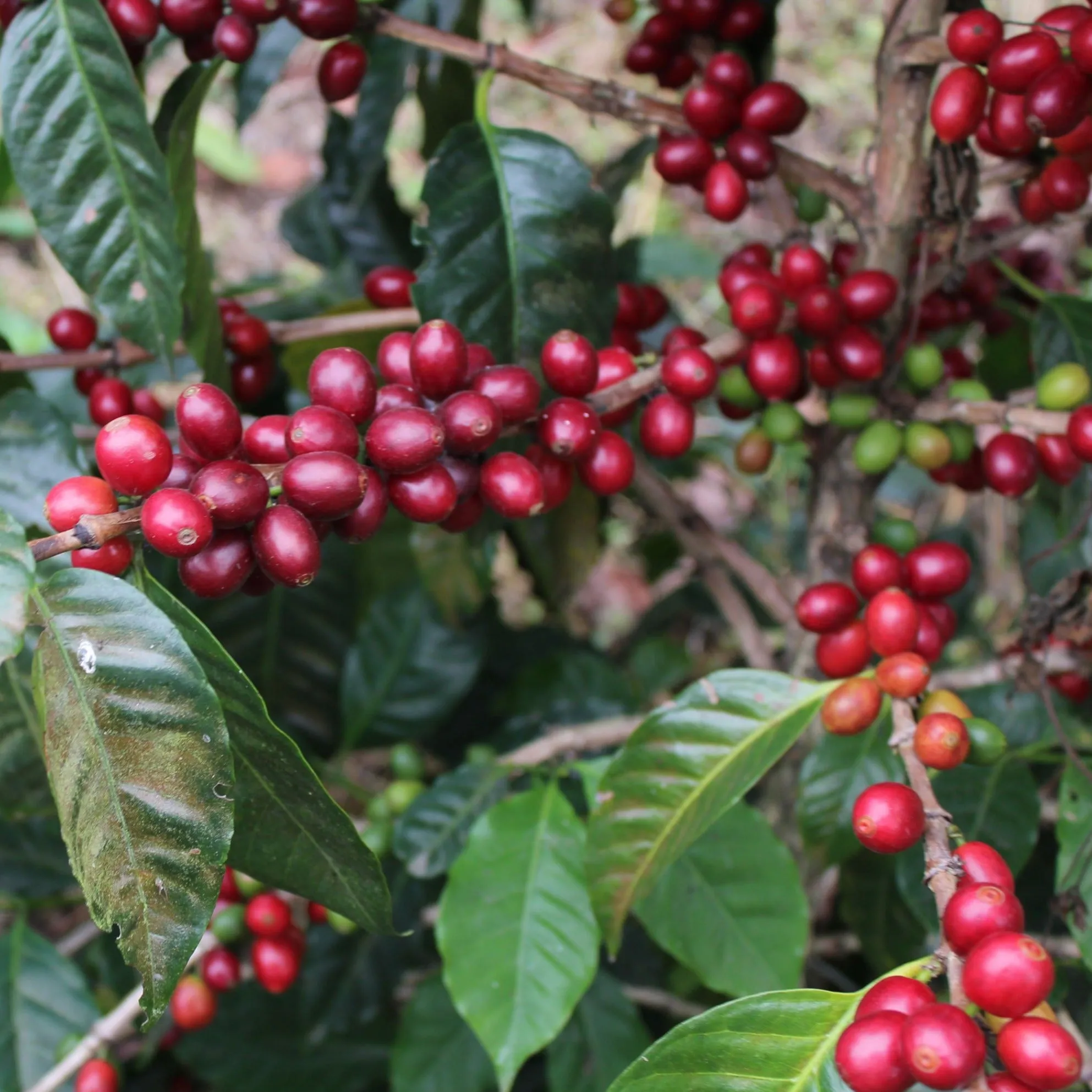 Granja La Esperanza Las Margaritas Pacamara X.O. - Cauca Valley