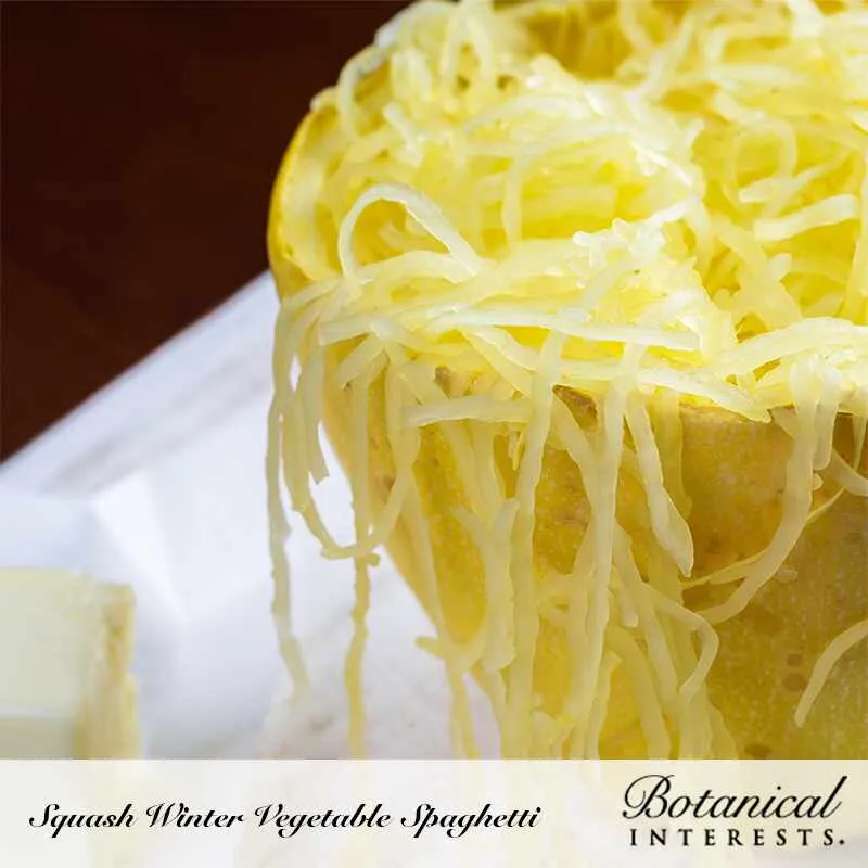 Vegetable Spaghetti Winter Squash Seeds